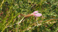Oenothera hispida