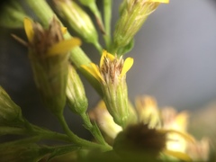 Solidago virgaurea virgaurea