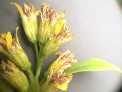Solidago virgaurea virgaurea