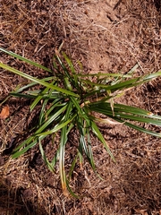 Carex pedunculata