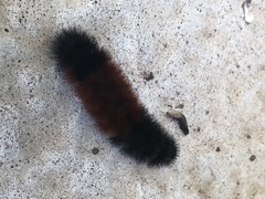 Pyrrharctia isabella