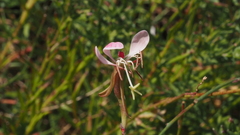 Oenothera hispida
