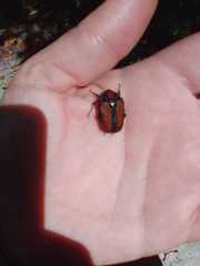 Trichostetha signata