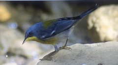 Setophaga pitiayumi insularis