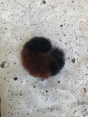 Pyrrharctia isabella