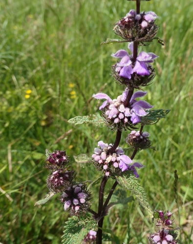 Tuberous Jerusalem sage
