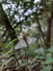 Palpita flegia