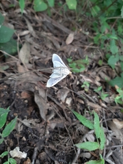 Palpita flegia