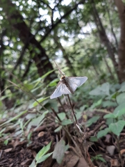 Palpita flegia