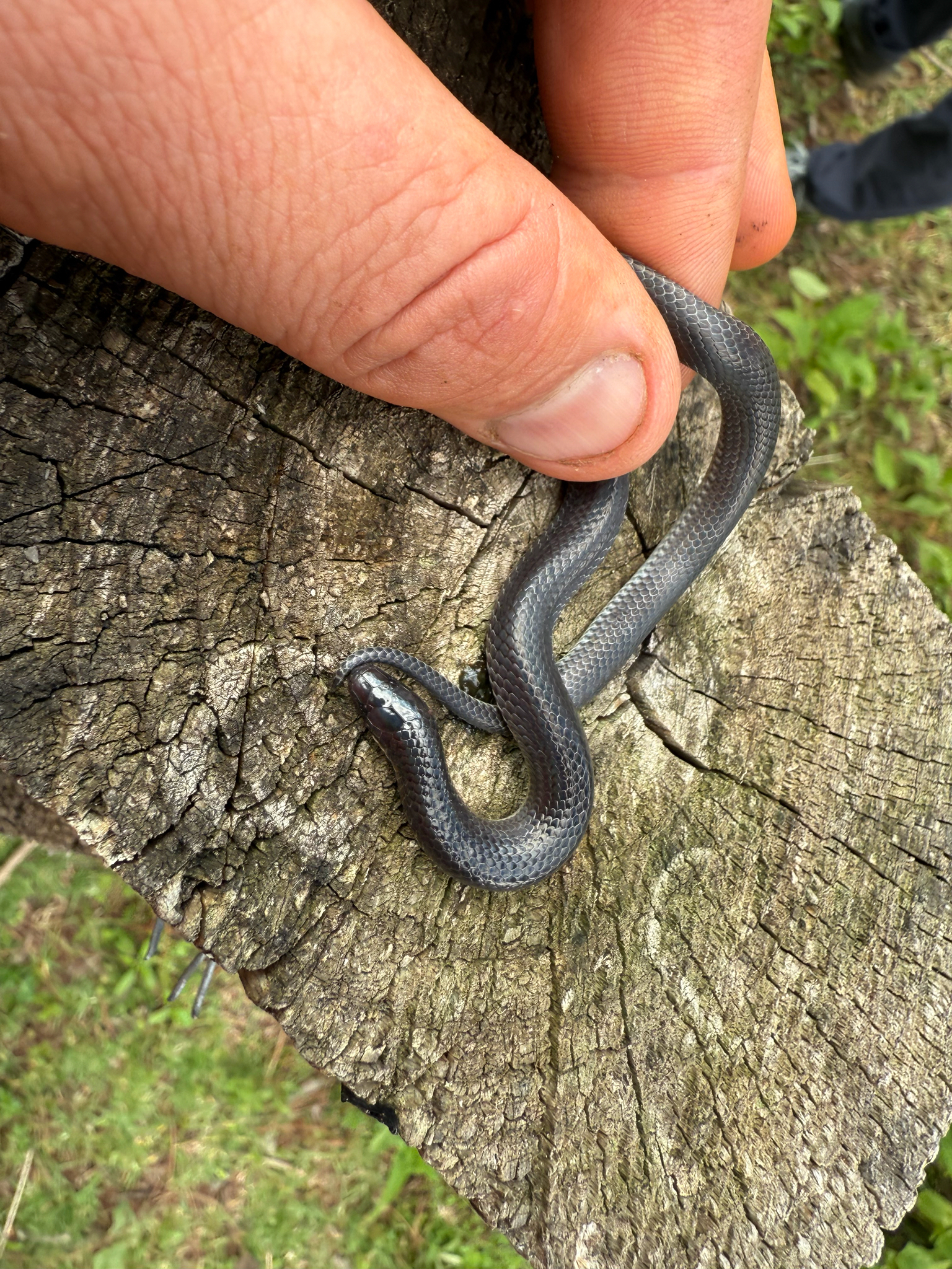 El Molote Earth Snake photo 2