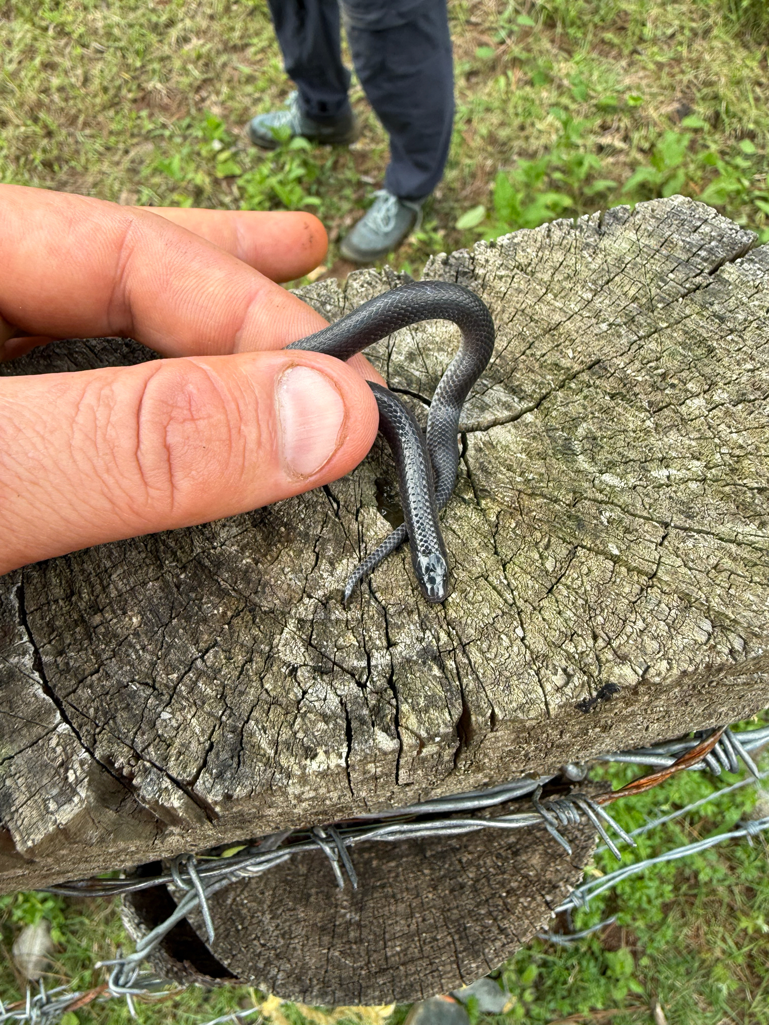 El Molote Earth Snake photo 3