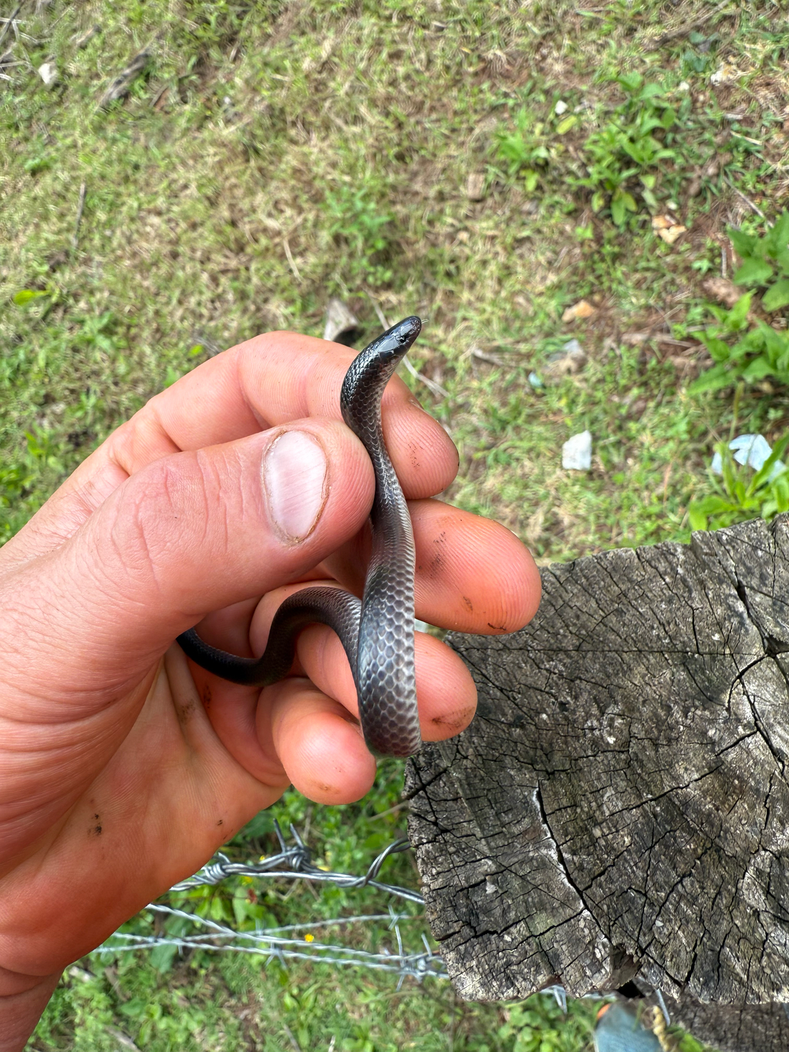 El Molote Earth Snake photo 4