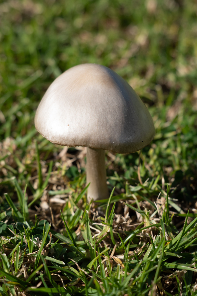 Volvopluteus gloiocephalus · July 2025 · photo: © lobotaniser (iNaturalist, cc-by-nc)