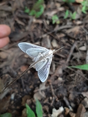 Palpita flegia