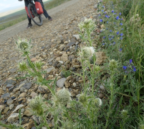 Cirsium echinus
