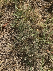 Erigeron divaricatus