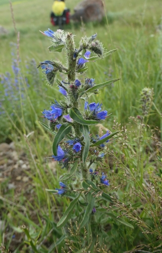 viper's-bugloss