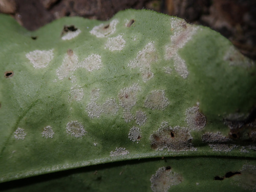 Ramularia cylindroides observed 2025-07-20