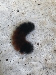 Pyrrharctia isabella