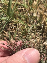 Erigeron divaricatus