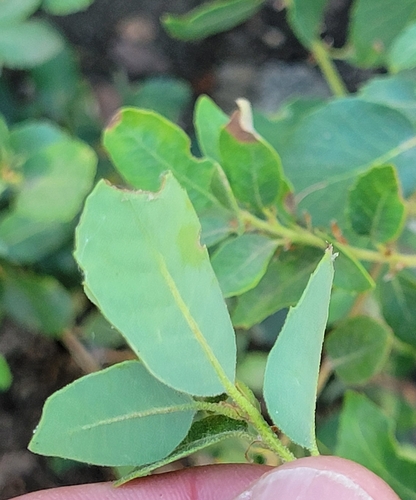 Quercus chrysolepis × vacciniifolia