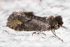 Acrolophus kearfotti