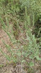 Ambrosiinae