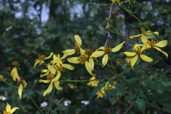 Bidens reptans