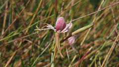 Oenothera hispida