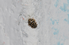 Anisosticta novemdecimpunctata