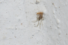 Theridion varians