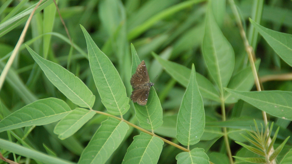 Common Sootywing