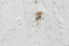 Theridion varians