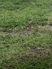 Sciurus carolinensis