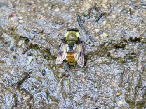 Unknown species found near Grand Teton National Park, Jackson, WY, US