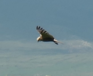 Western Marsh Harrier