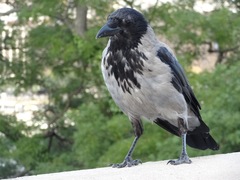 Corvus cornix