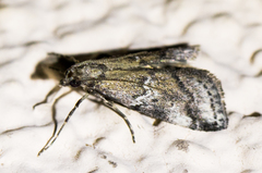 Alpheioides parvulalis