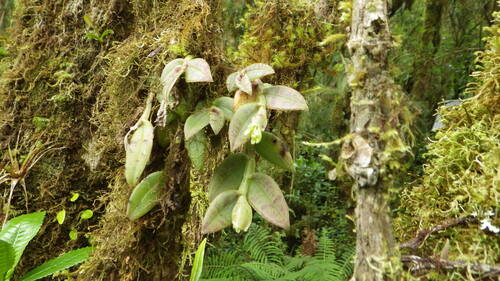Epidendrum obliquifolium Ames, F.T.Hubb. & C.Schweinf. 2