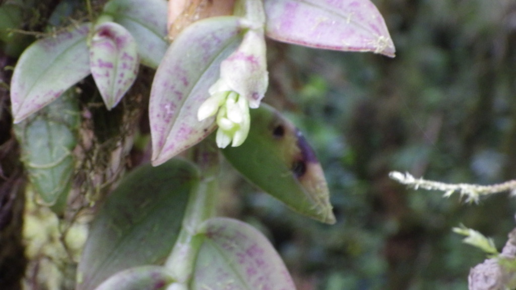Epidendrum obliquifolium
