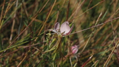 Oenothera hispida