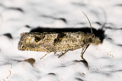 Pelochrista pulveratana