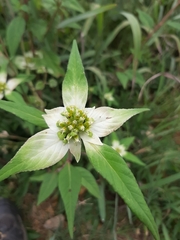 Euphorbia schiedeana