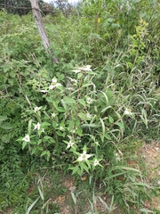 Euphorbia schiedeana