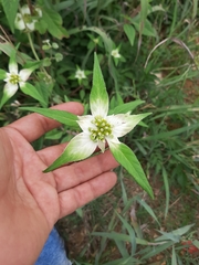 Euphorbia schiedeana