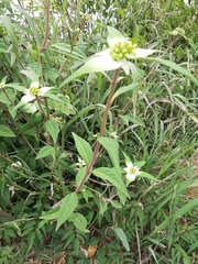 Euphorbia schiedeana