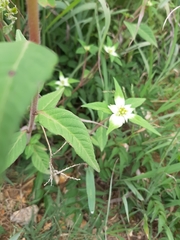 Euphorbia schiedeana