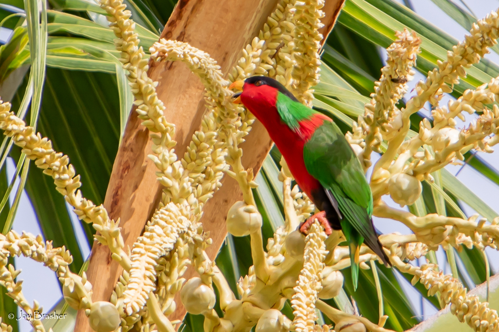 Collared Lory illustration