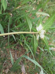 Euphorbia schiedeana