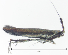 Coleophora mayrella